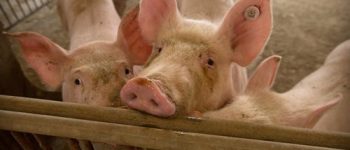 Over 3,000 pigs in QC culled in bid to contain African swine fever