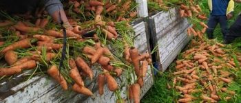 DA to help farmers sell surplus crops amid Luzon lockdown