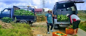 Benguet farmer donates 1,500 kilos of lettuce to community