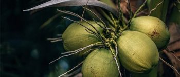 DOST to test if virgin coconut oil can speed up recovery of COVID-19 patients