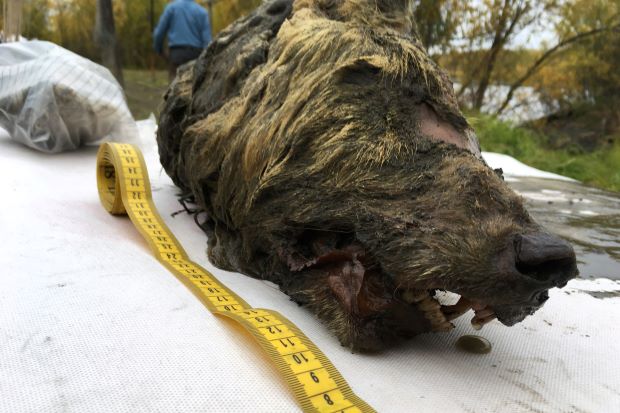 Russia Uncovers 40 000 Year Old Wolf Head Preserved In Ice Up - roblox fur wolf head