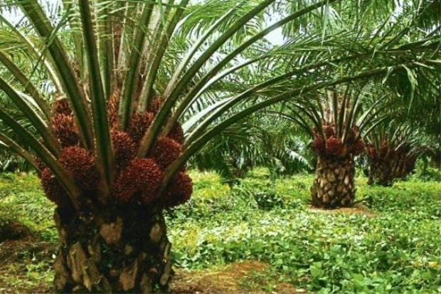 malaysia-palm-oil-price-bursa-malaysia-derivatives-futures-should